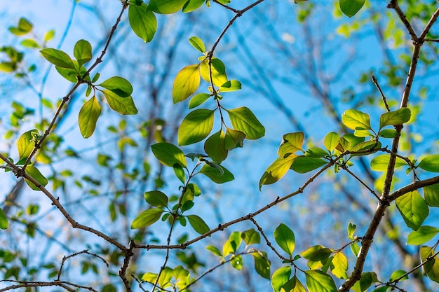 Una rama de árbol con hojas verdes y el cielo es azul.