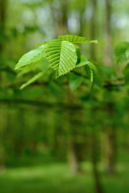 Una rama de árbol con hojas verdes y un fondo verde con la palabra "primavera".