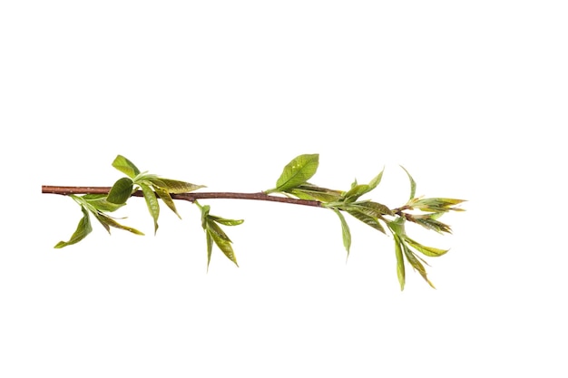 Rama de un árbol con hojas verdes jóvenes aislado sobre fondo blanco.