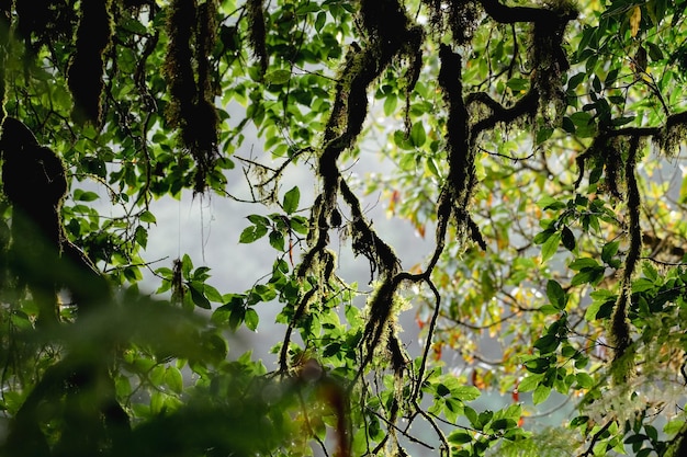 Una rama de árbol con hojas verdes y la palabra lluvia sobre ella