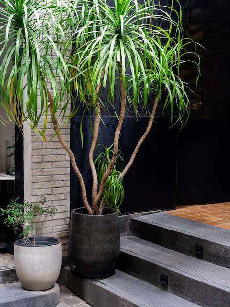 rama de árbol con hojas verdes que crecen en la ronda gran olla de cerámica negra decorada en las escaleras en el edificio moderno con luz solar verde jardín interior en la escalera decoración del jardín del hogar