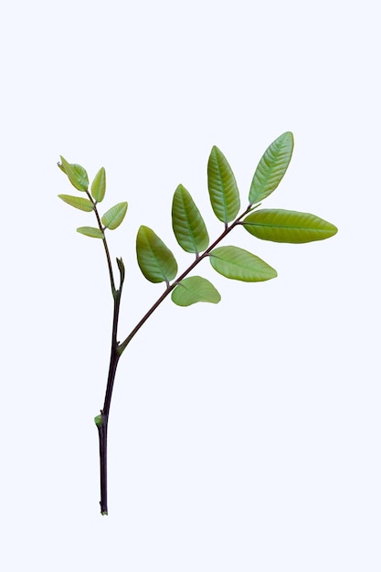 Una rama de un árbol con hojas verdes sobre un fondo blanco.