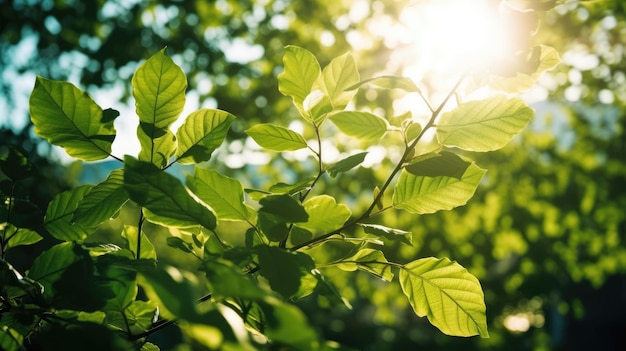Una rama de árbol con hojas verdes y el sol brillando a través de ella.