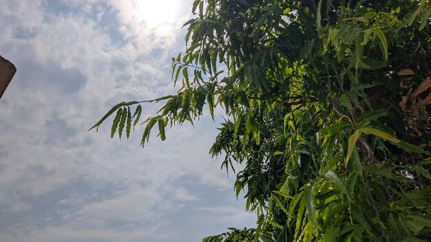 Una rama de árbol con hojas verdes y el sol brillando a través de ella.