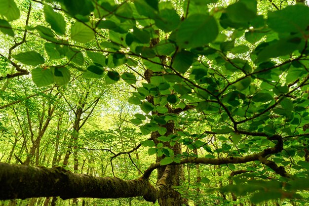 Foto rama de árbol con hojas verdes vista desde abajo