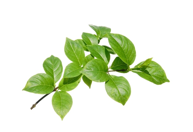 Una rama de un árbol con hojas verdes