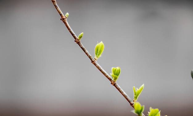 Una rama de un árbol con hojas verdes