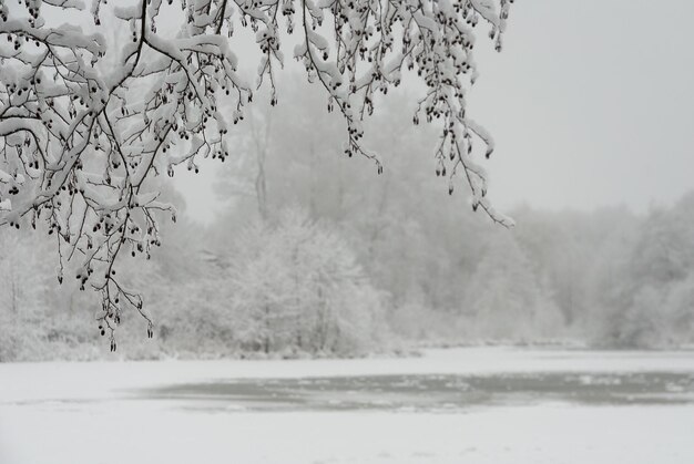 Foto la rama del árbol de invierno en la nieve hermoso fondo de invierno