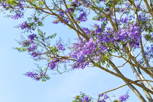 Rama del árbol de Jacaranda que crece contra el cielo azul en Da Lat Vietnam en primavera