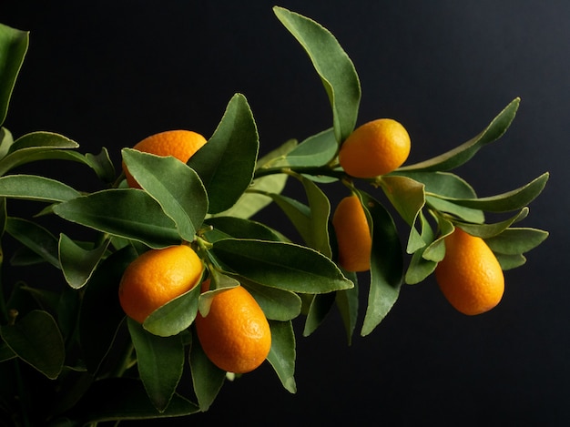 Rama de árbol de kumquat sobre fondo negro