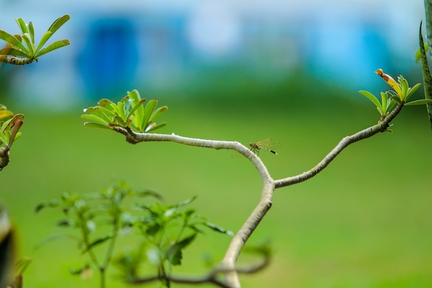 Foto una rama de un árbol con una libélula en él