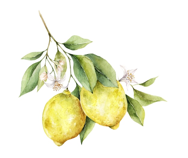 Rama de un árbol de limón en estilo vintage sobre fondo blanco.