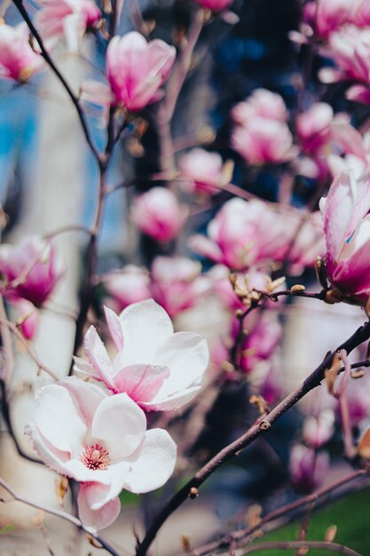 Una rama de un árbol de magnolia con una flor rosa.