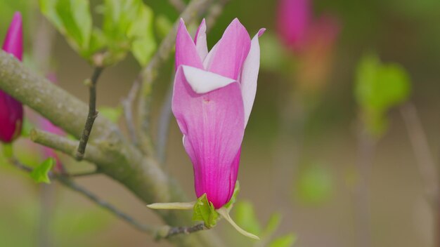 Rama de un árbol de magnolia rosa en flor en el jardín arbusto de magnalia en el jardí de primavera de cerca