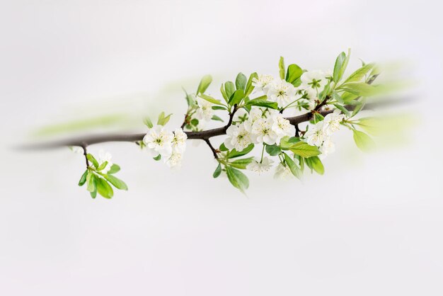 Rama de un árbol de manzana en flor en un fondo blanco con efecto de desenfoque de movimiento