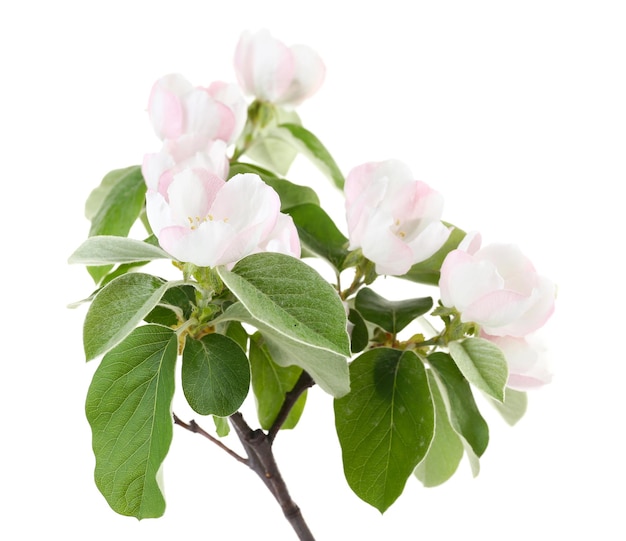 Rama de árbol de manzana con flores aislado en blanco