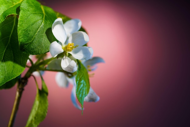 Rama de árbol de manzana con flores de cerca