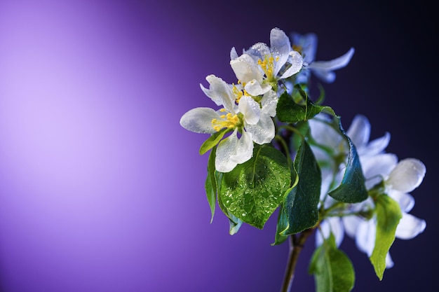 Rama de árbol de manzana con flores cubiertas de gotas de lluvia de cerca sobre un fondo púrpura