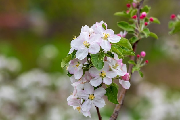 Una rama de un árbol de manzanas con flores de color rosa blanco