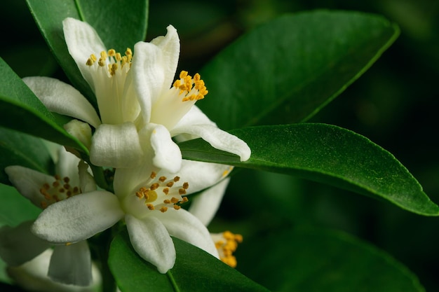 Una rama de un árbol de naranja o mandarina con frutas y flores aislado sobre un fondo blanco.