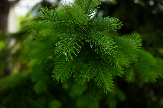 Una rama de un árbol de Navidad en el bosque después de una fresca lluvia de verano.