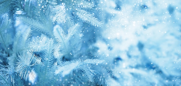 Rama de un árbol de Navidad en la nieve. Fondo de navidad en tonos azules