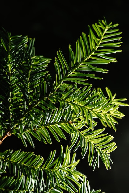 Foto la rama del árbol de navidad en primer plano