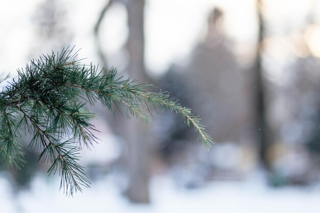 Rama de un árbol de Navidad sobre un fondo de invierno