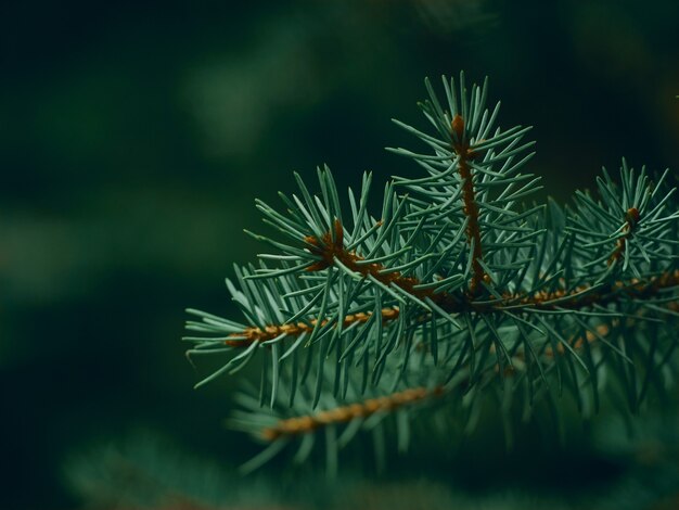 Rama de árbol de Navidad verde