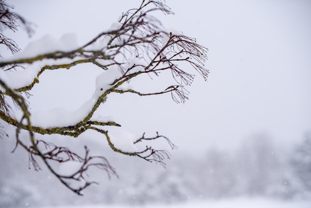 Rama de un árbol en la nieve Paisaje de invierno con nieve