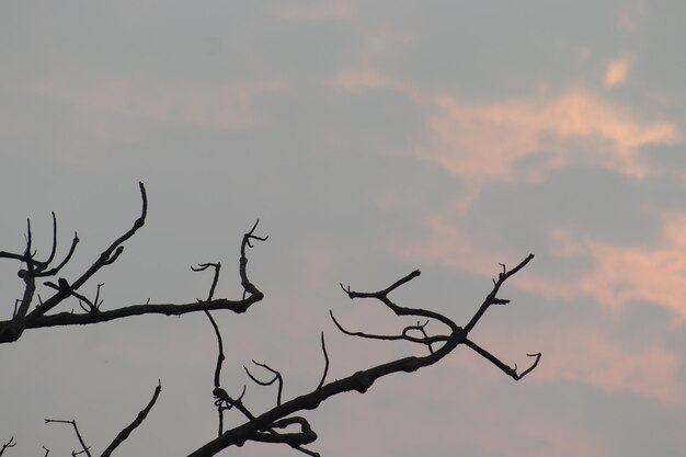 Una rama de árbol con una nube rosa en el fondo