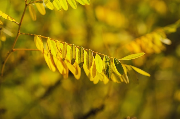 Rama de árbol de otoño con hojas, fondo vivo de otoño natural