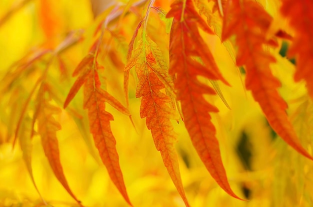 Rama de un árbol de otoño