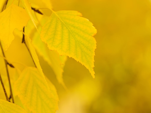 Rama de un árbol de otoño