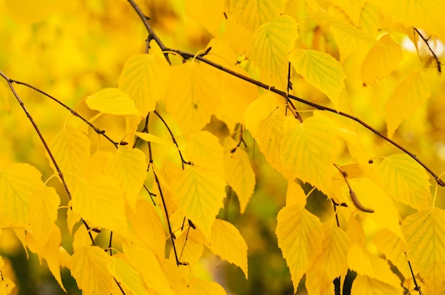 Rama de un árbol de otoño