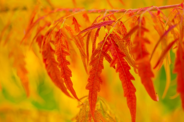 Rama de un árbol de otoño