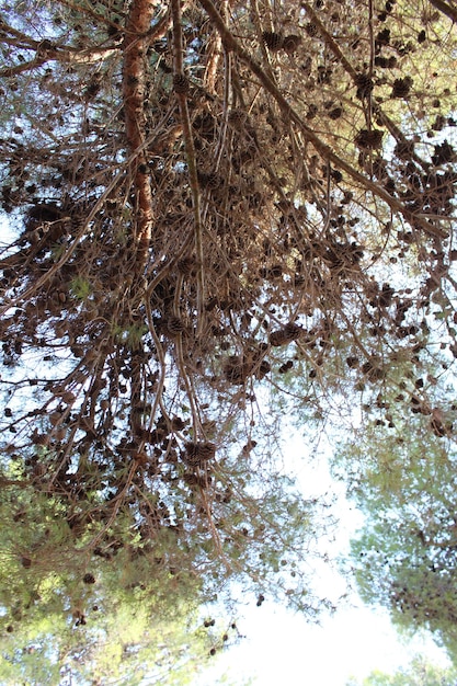 Una rama de árbol con la palabra "en su lado".