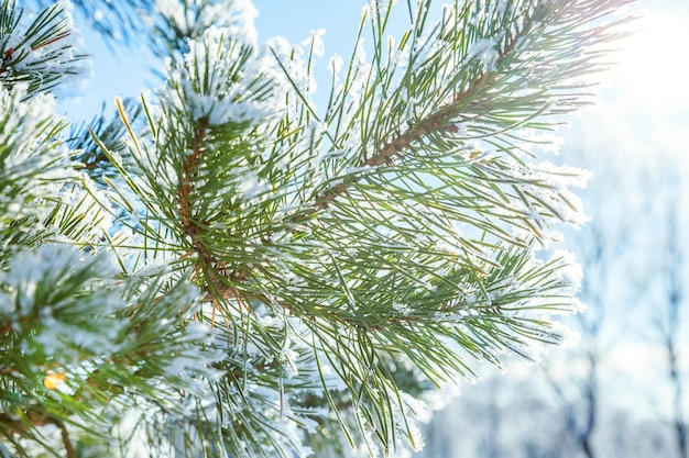 Rama de árbol de pino escarchado en clima frío bosque nevado en mañana soleada