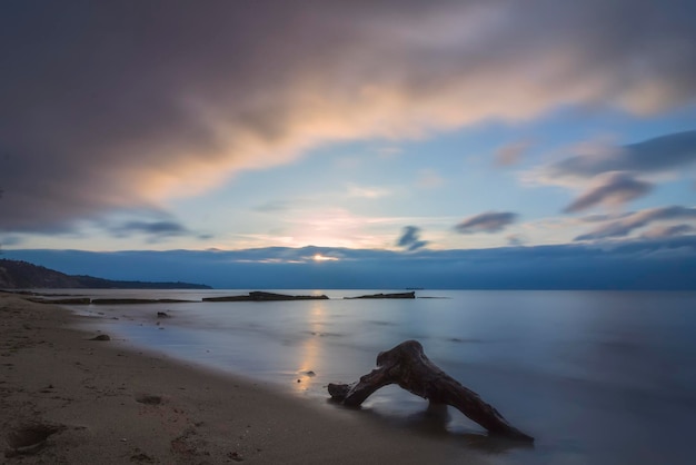 Rama de un árbol en la playa al amanecer.