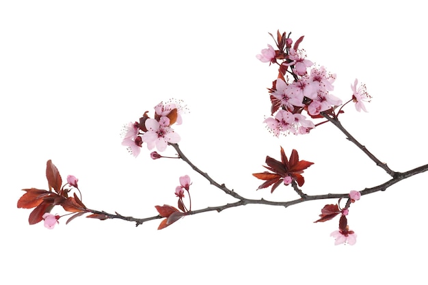 rama de árbol de primavera con hermosas flores aisladas en blanco