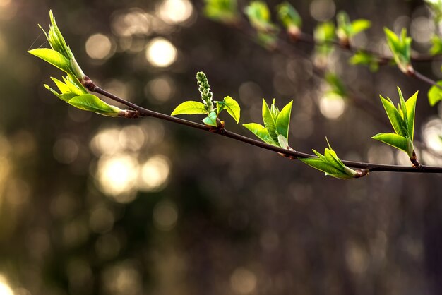 Rama de árbol de primavera con hojas en un borroso