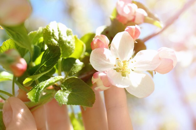 Rama de árbol con primer plano de flores florecientes