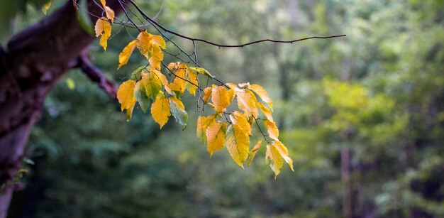 Rama de árbol con las primeras hojas de otoño amarillas sobre un fondo de árboles en el bosque