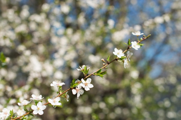 Una rama de un árbol que florece con flores blancas sobre un fondo natural