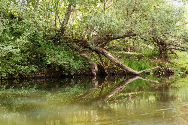 La rama de un árbol se refleja en el agua.