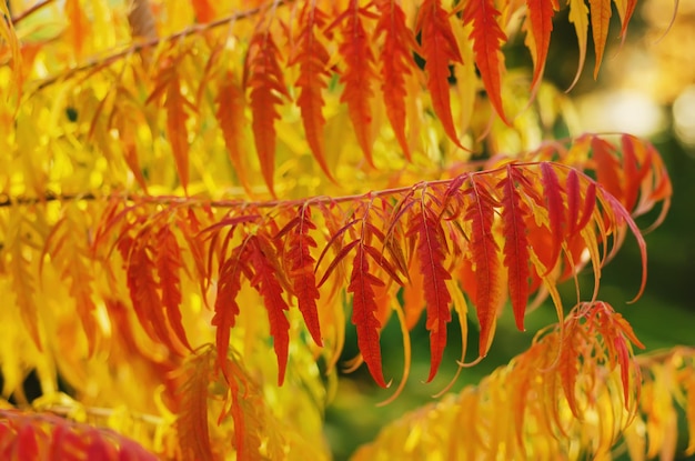 Rama de árbol rojo otoño con hojas caída natural fondo vivo