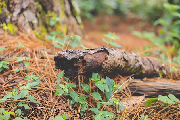 Foto rama de árbol seca en el suelo del bosque