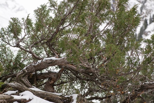 Rama de árbol seco con hojas en las montañas nevadas