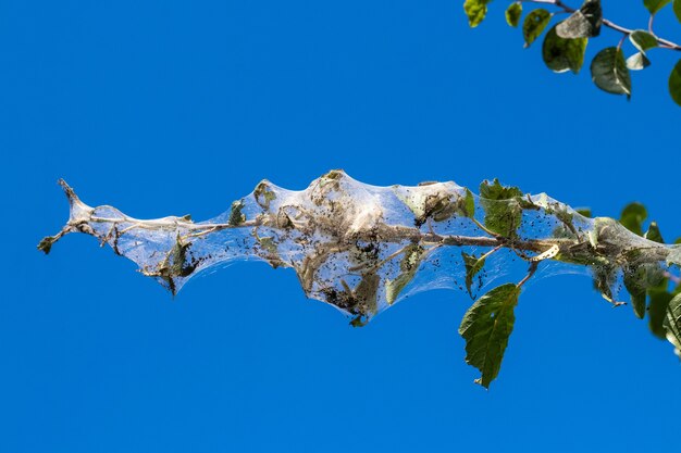 La rama de un árbol sobre un fondo de cielo azul está densamente cubierta de telarañas, en las que se encuentran las larvas de una mariposa blanca. El árbol está afectado por telarañas.