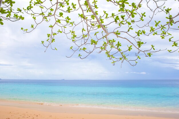 Rama de árbol verde con cielo azul y mar como fondo.